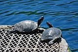  Pond Turtles