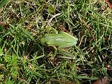 Green Tree Frog