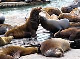  Sea lions basking by Pier 39