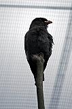  Australian Raven