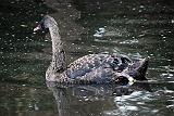  Australian Black Swan
