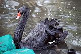  Australian Black Swan