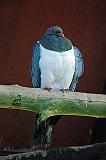  Kereru (New Zealand Pigeon)