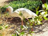  Egret