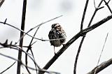  Savannah Sparrow