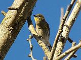  Yellow-rumped Warbler